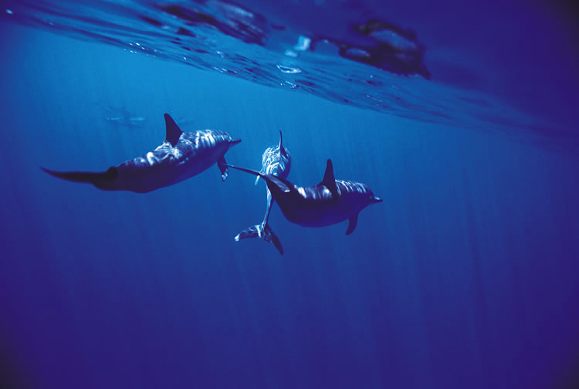Dolphin.jpg