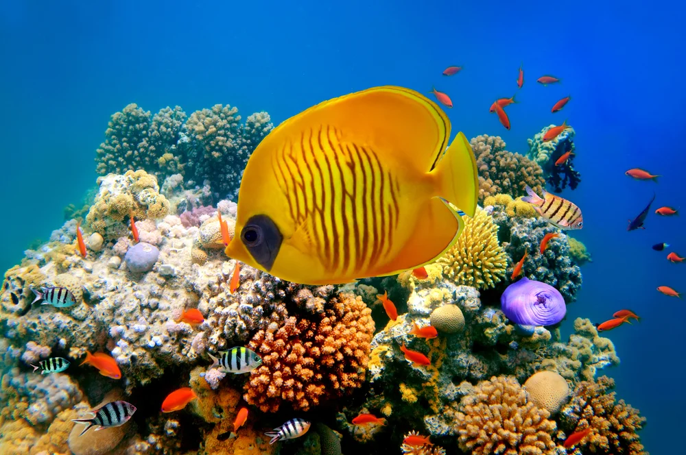 Poisson Jaune.jpg