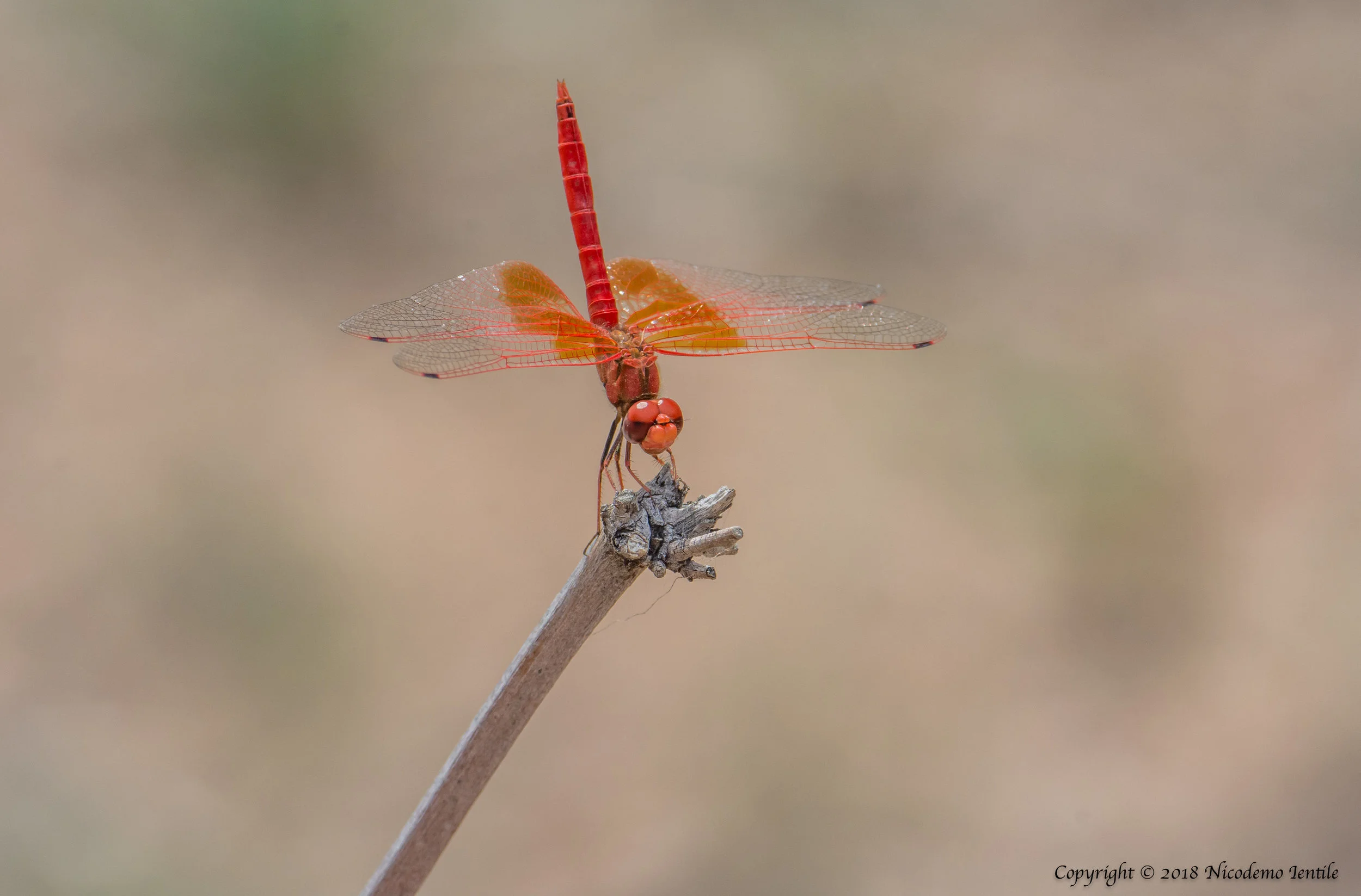 dragonfly.jpg