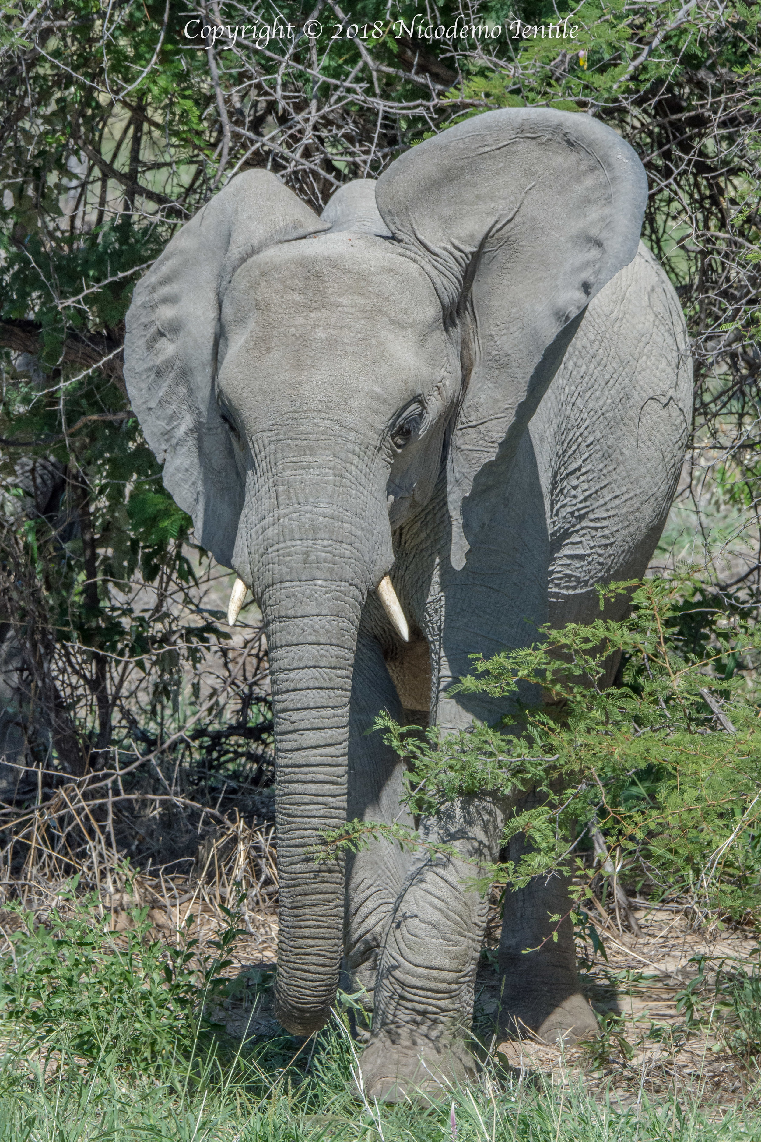 elephant approach.jpg