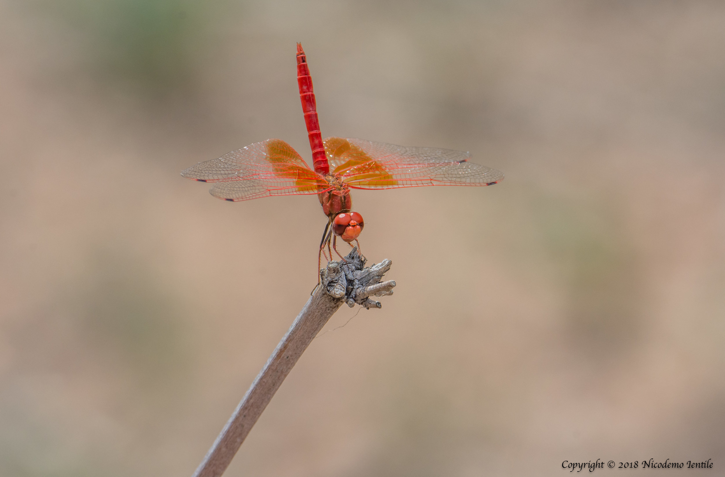 dragonfly.jpg