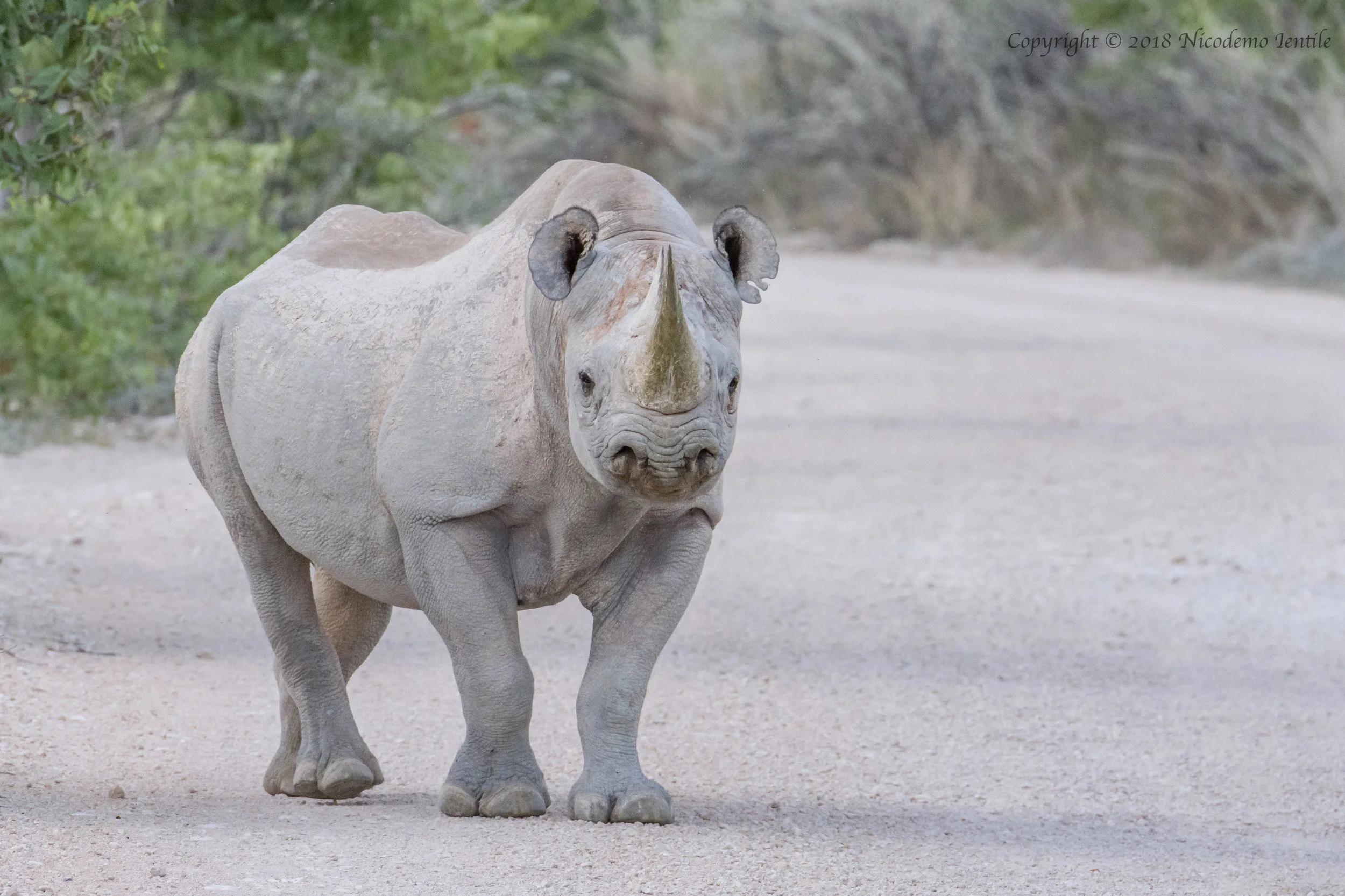 rhino staredown.jpg