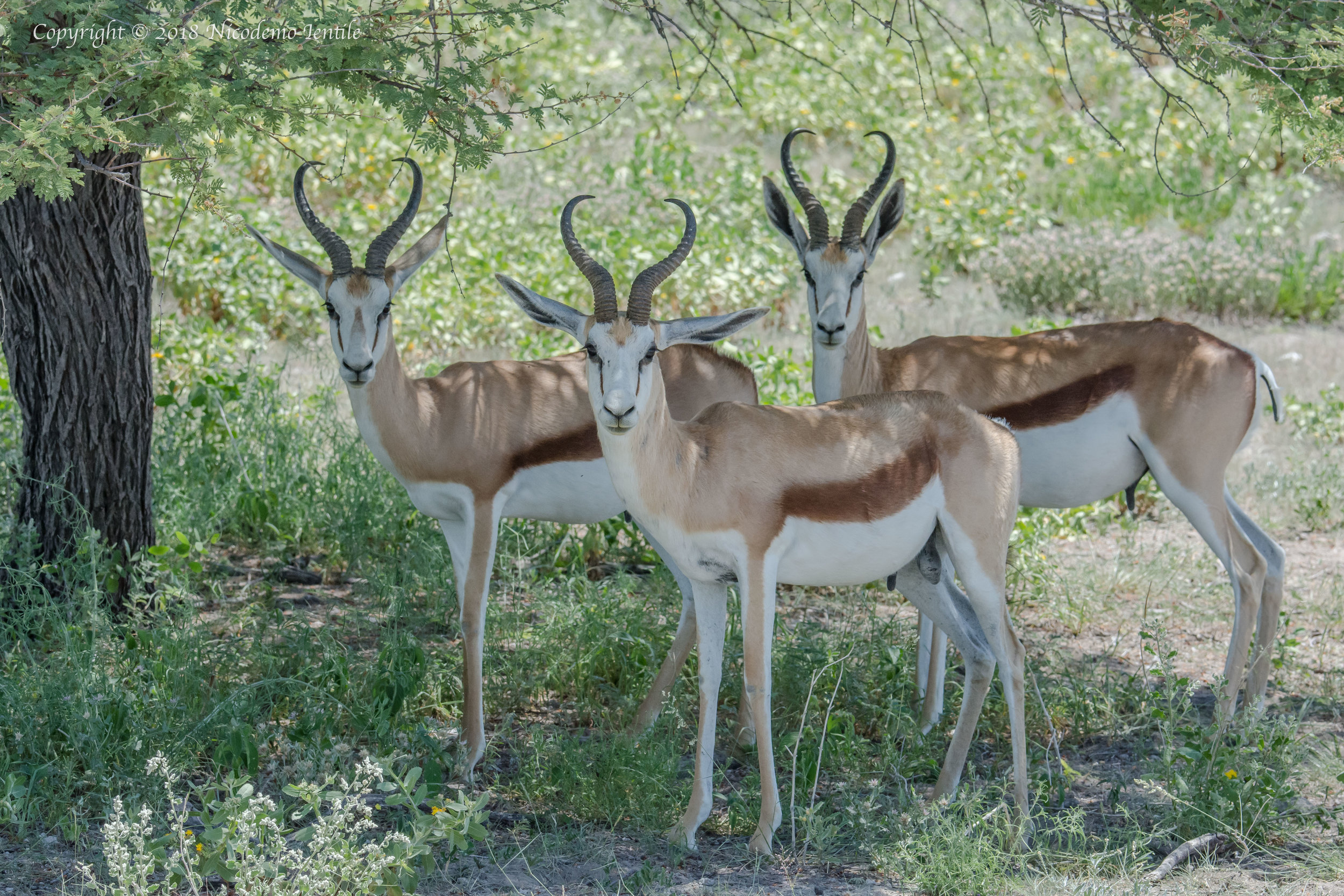 springbok.jpg