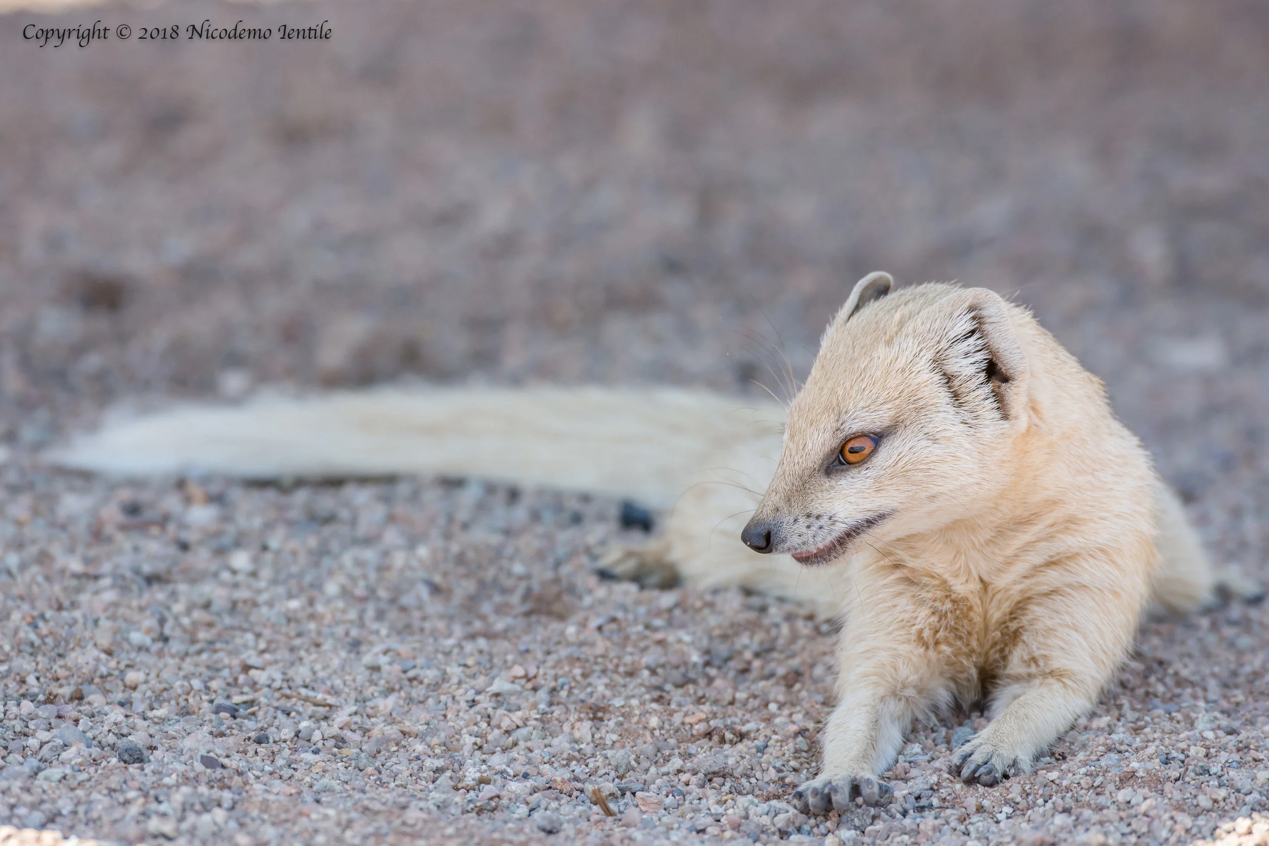 yellow mongoose2.jpg