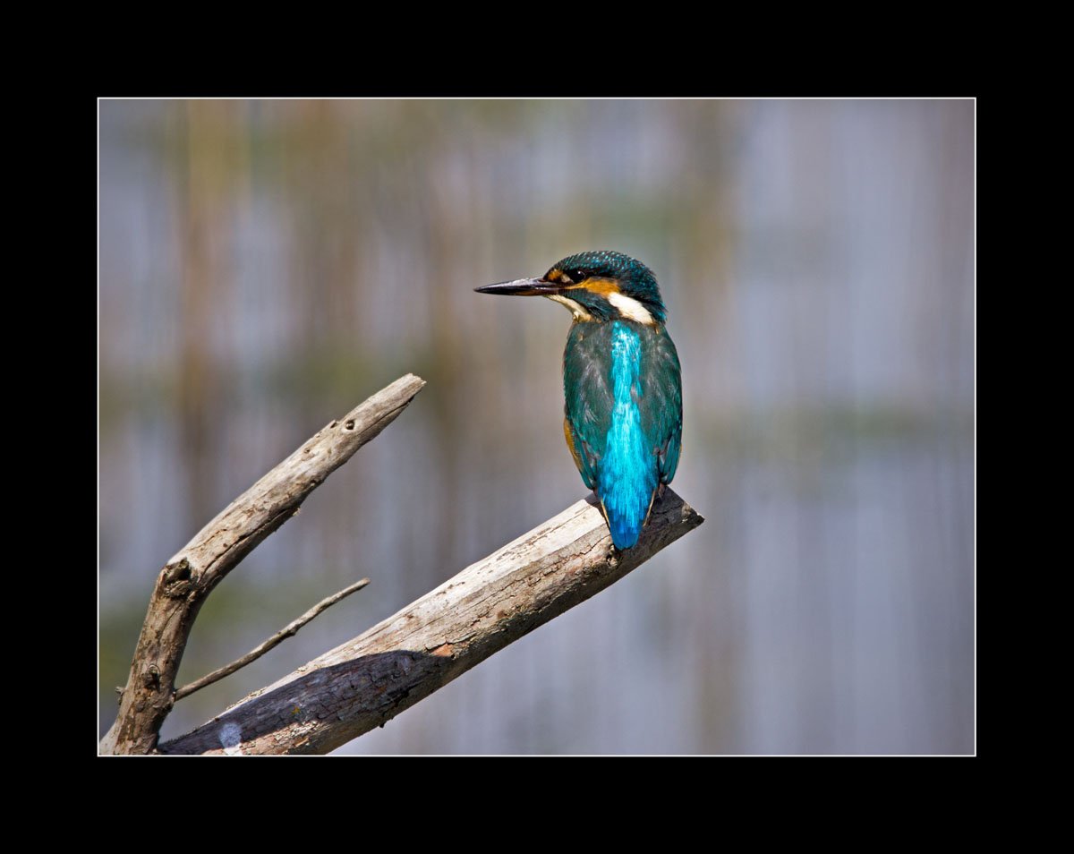 1A-Kingfisher(web).jpg