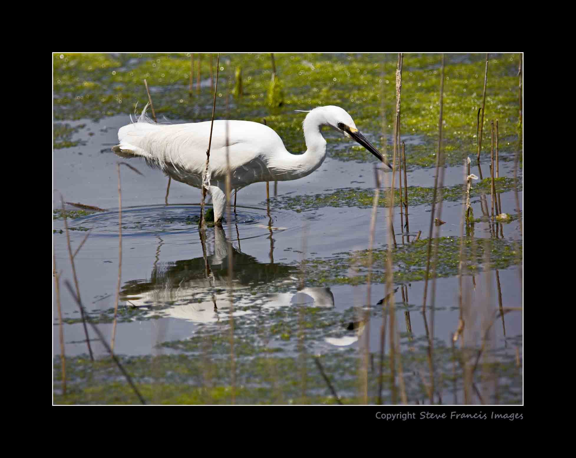 3(Wildlife)A-Egret(web).jpg