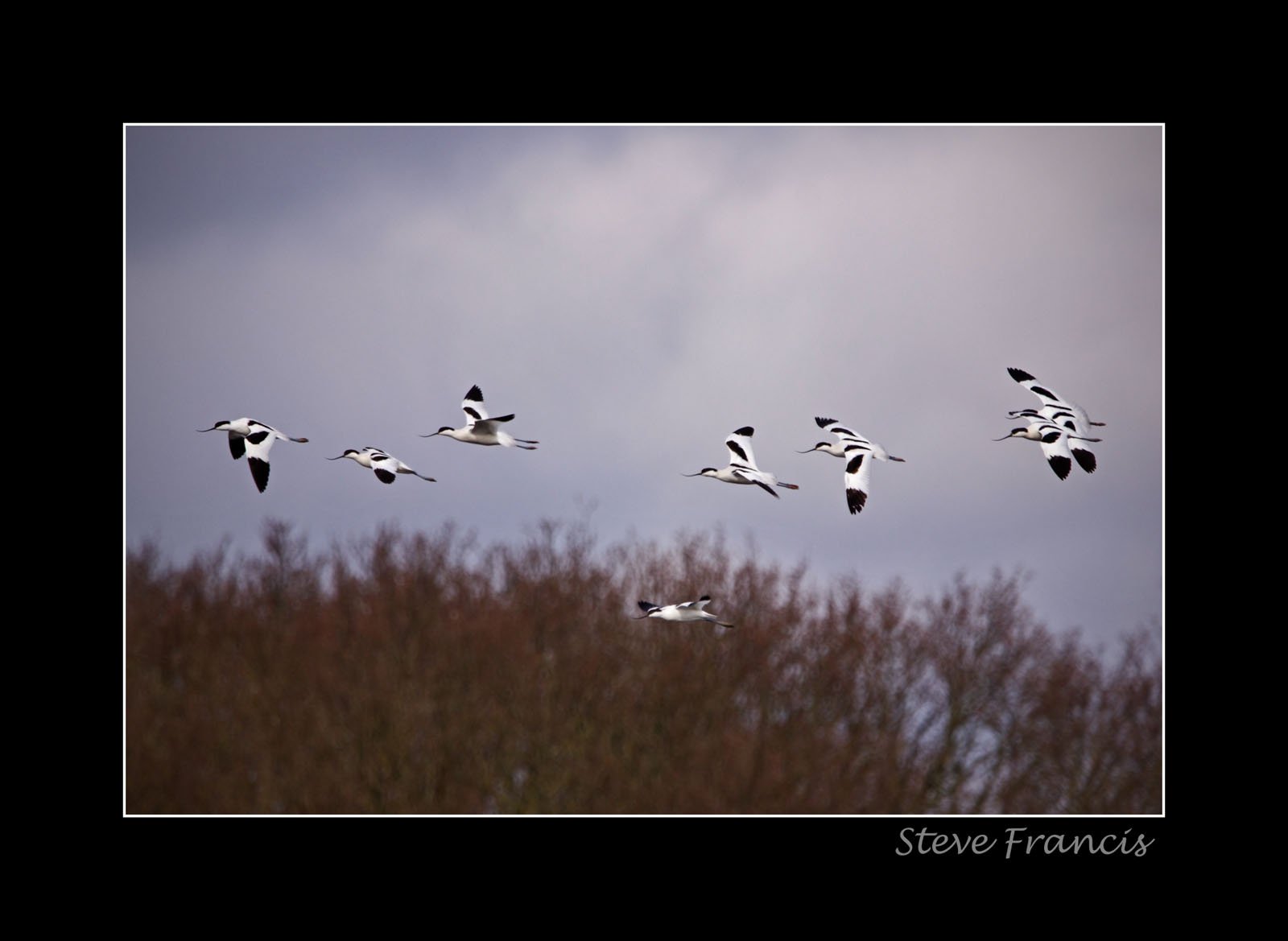 AvocetFlight.jpg