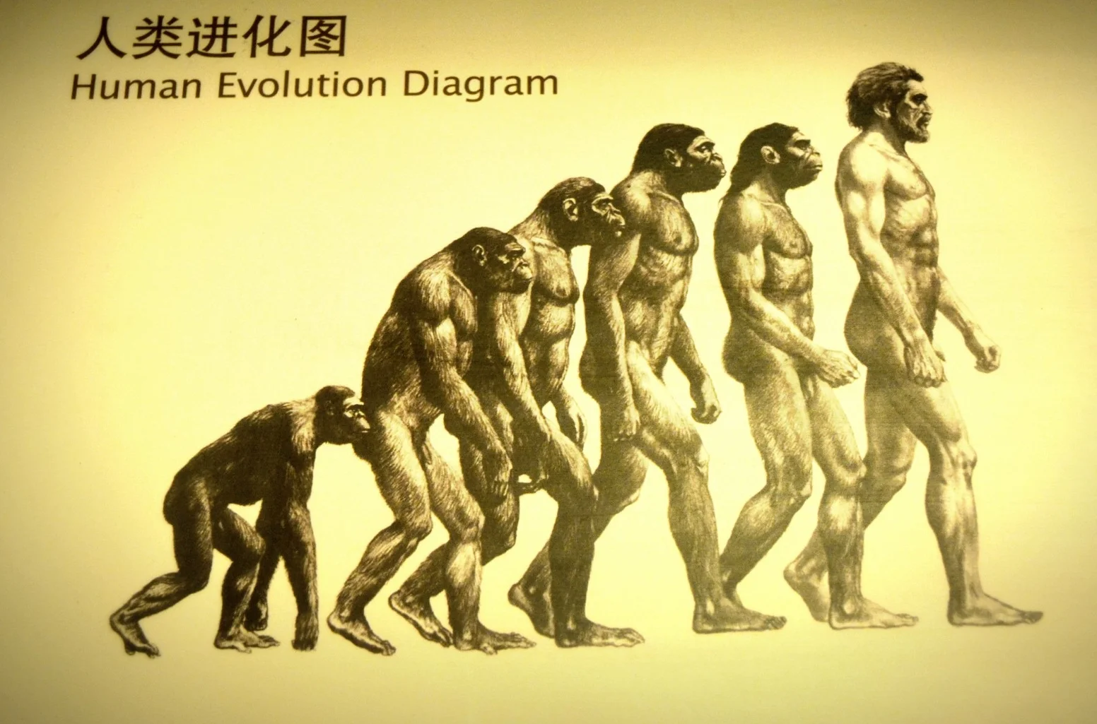 human-evolution.jpeg