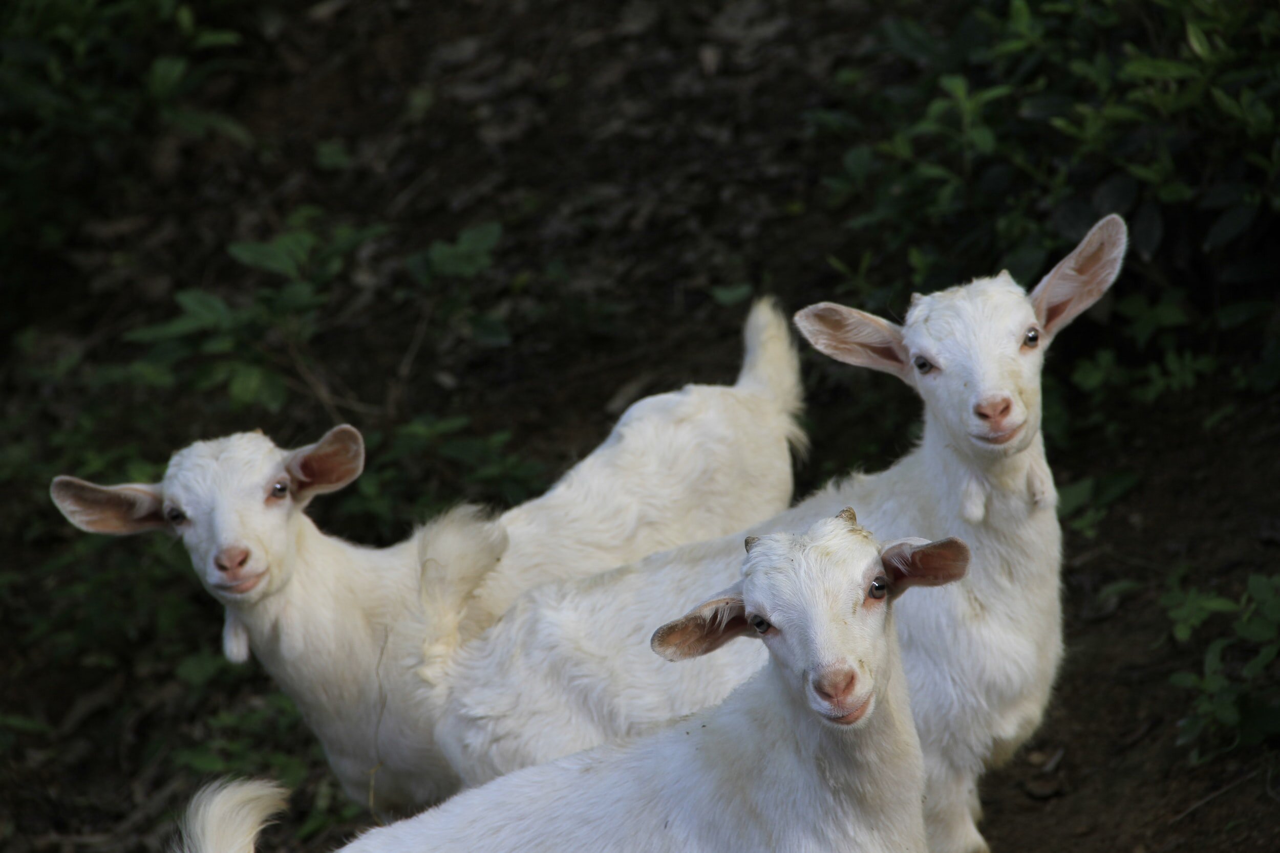 5 Health Benefits of Goat's Milk — Udderly Ridiculous