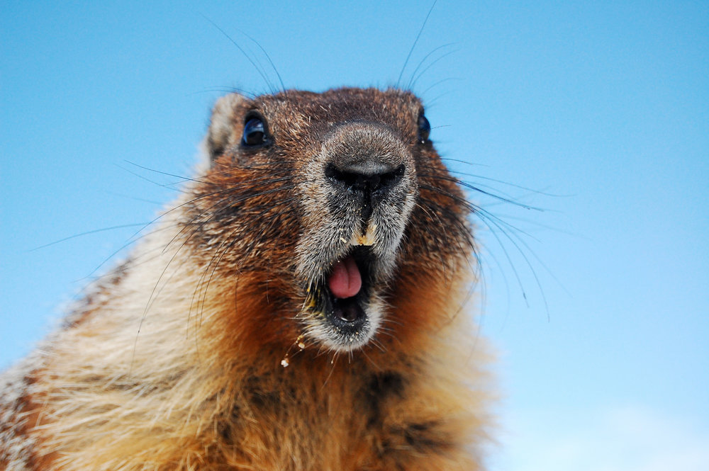 Marty Marmot.jpg