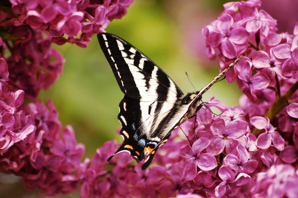 Winged Beauty.jpg