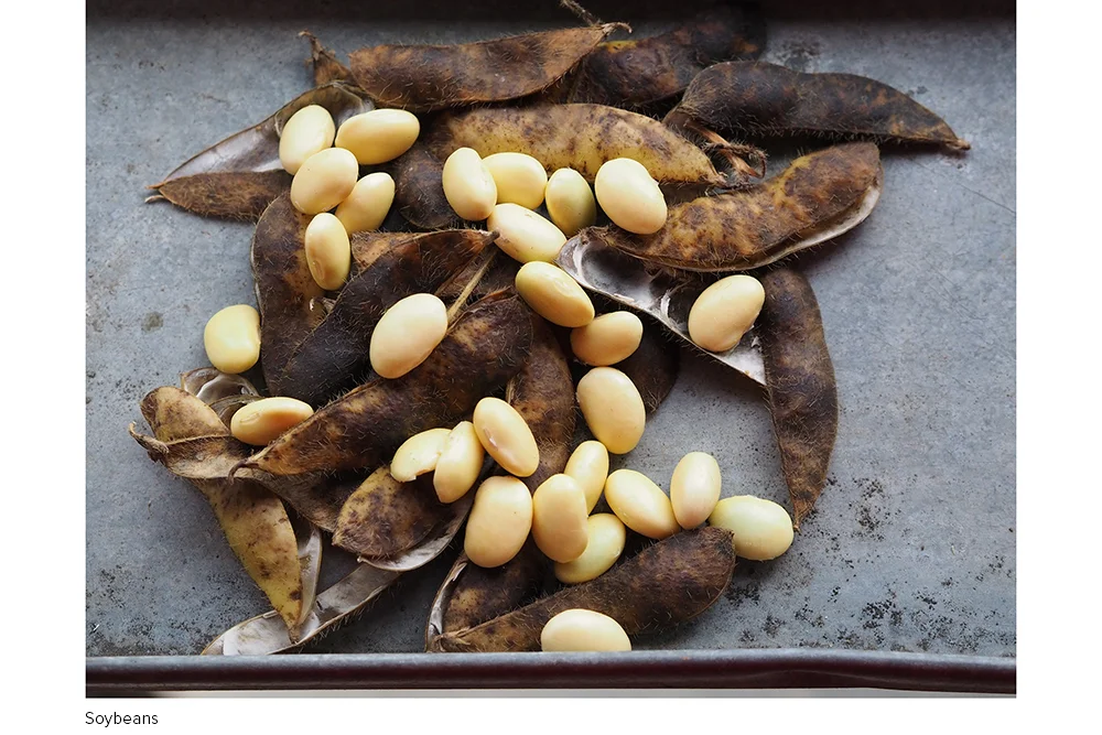 Soybeans_fresh_PA080098.jpg