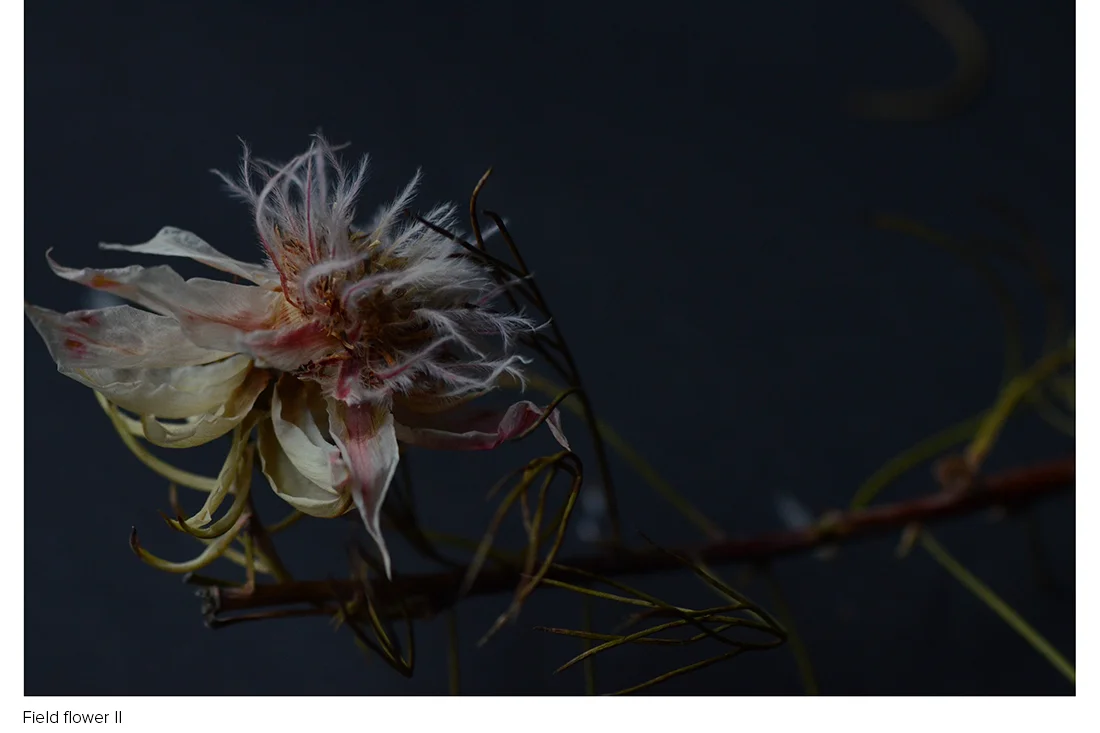 Field flower II.jpg