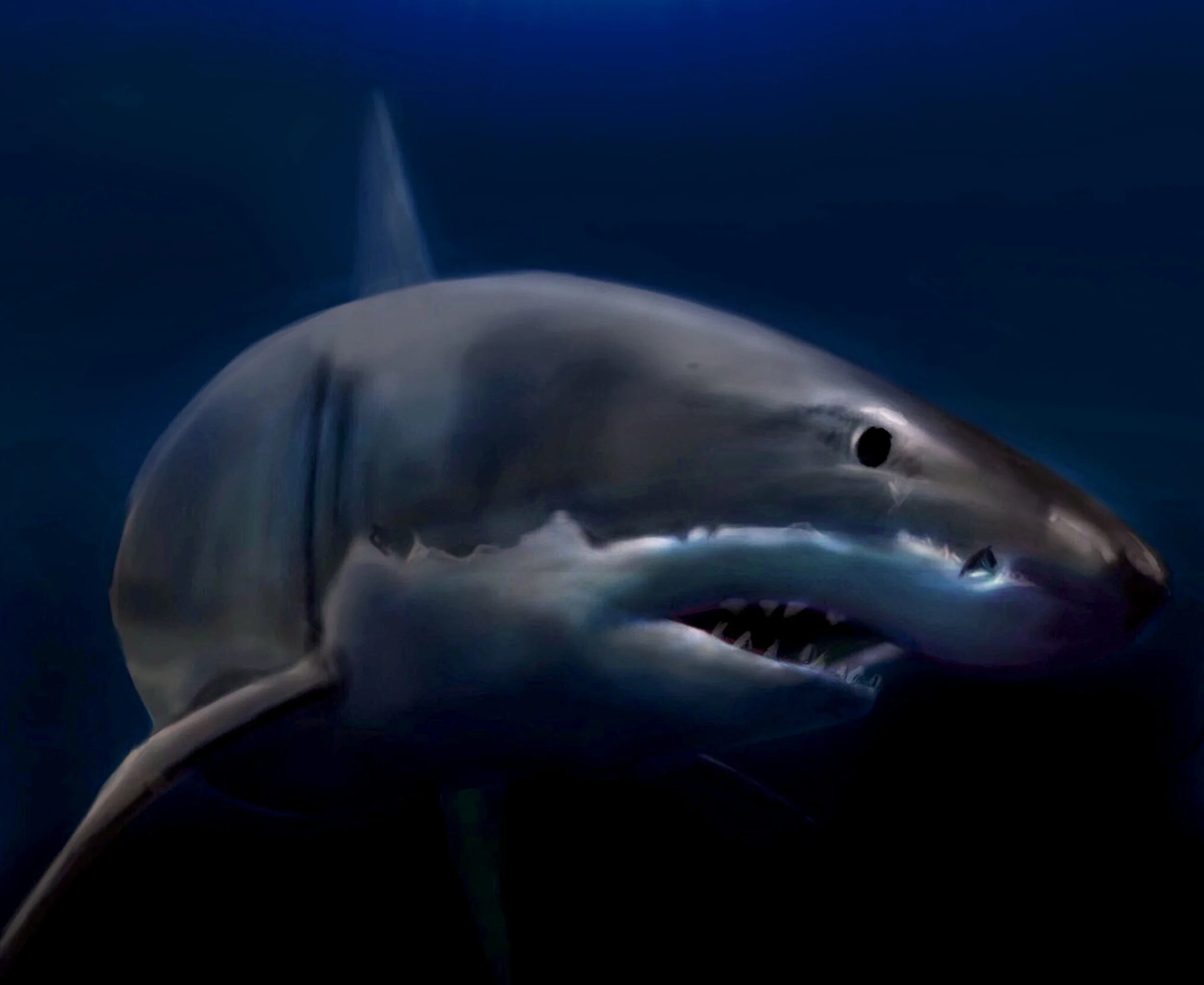 shark.jpg