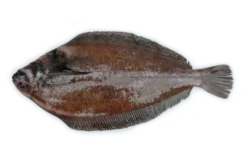 Rex sole.jpg