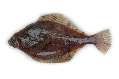 flathead.jpg
