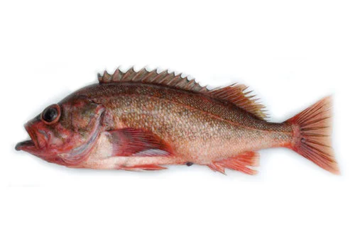 NorthernRockfish.jpg