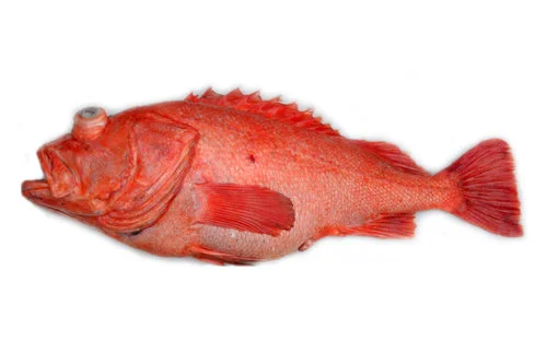 red snapper.jpg