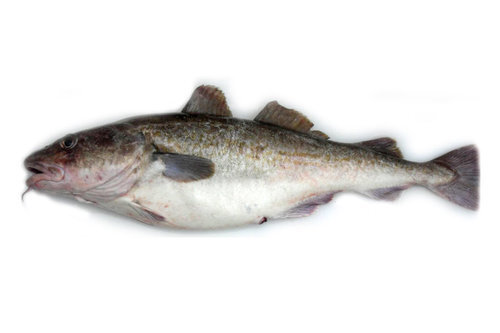 pacific-cod.jpg