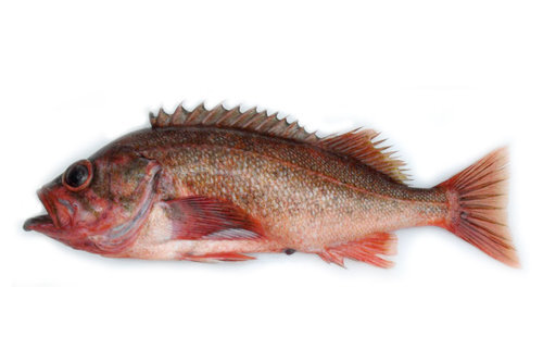NorthernRockfish (1).jpg