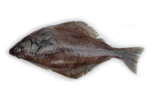 Arrowtooth+Flounder.jpg