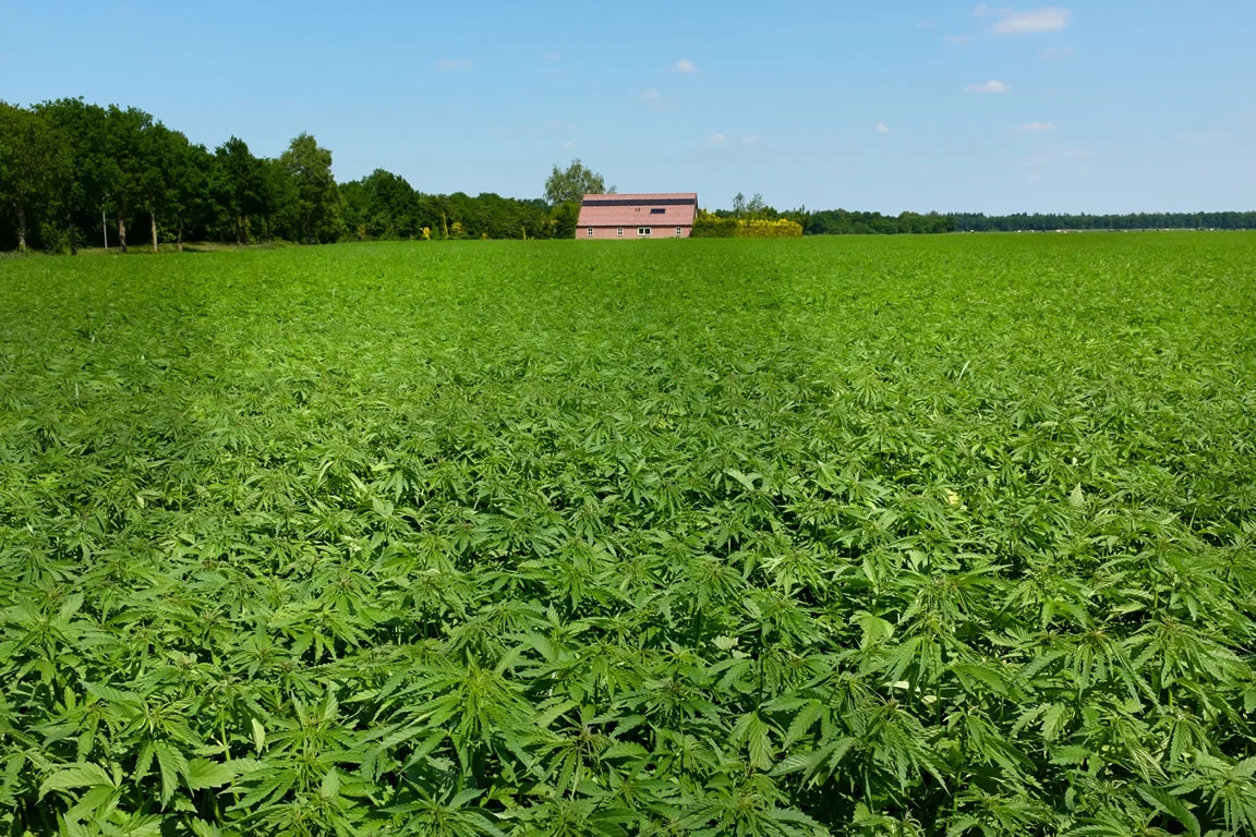 hemp-farm2.jpg