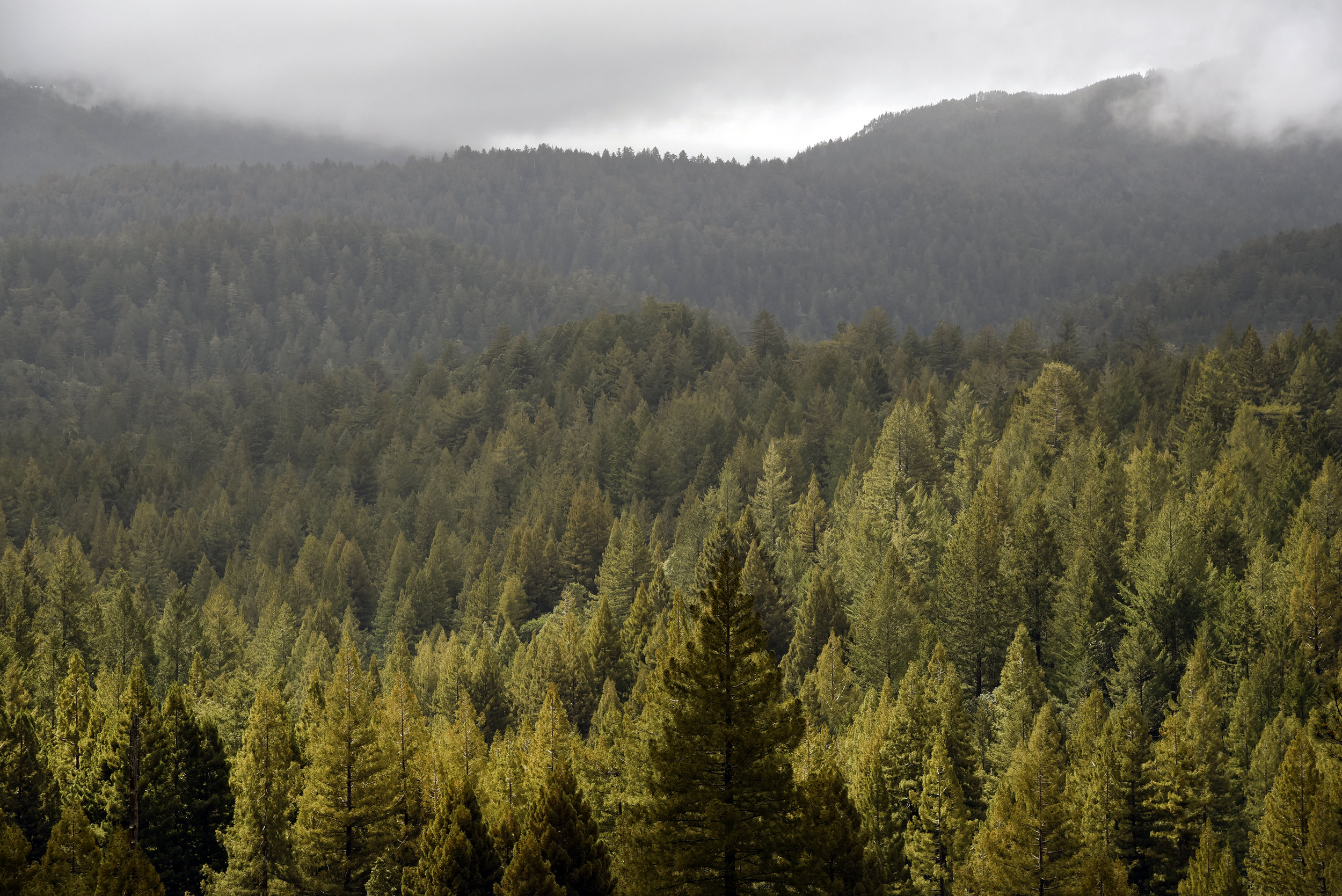 BigBasinRedwoods_35.JPG