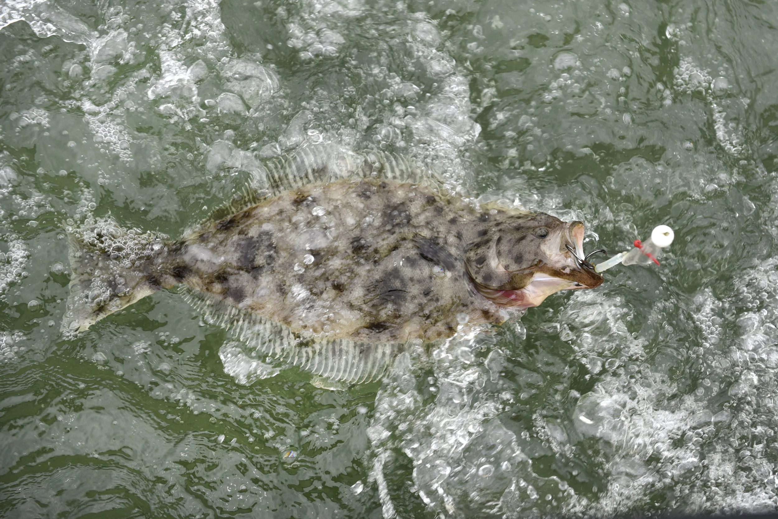 halibut0612_38.JPG
