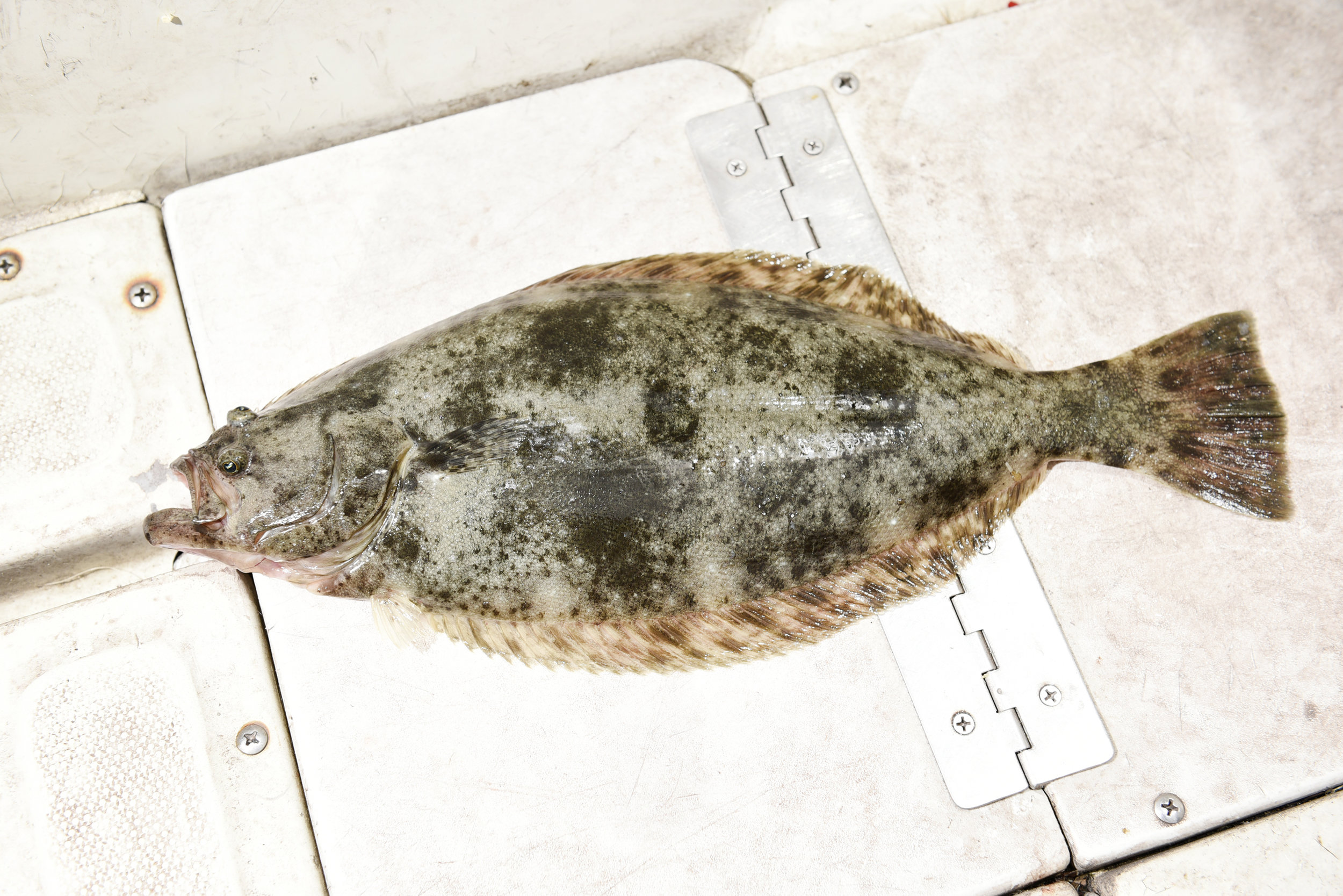 halibut0612_33.JPG