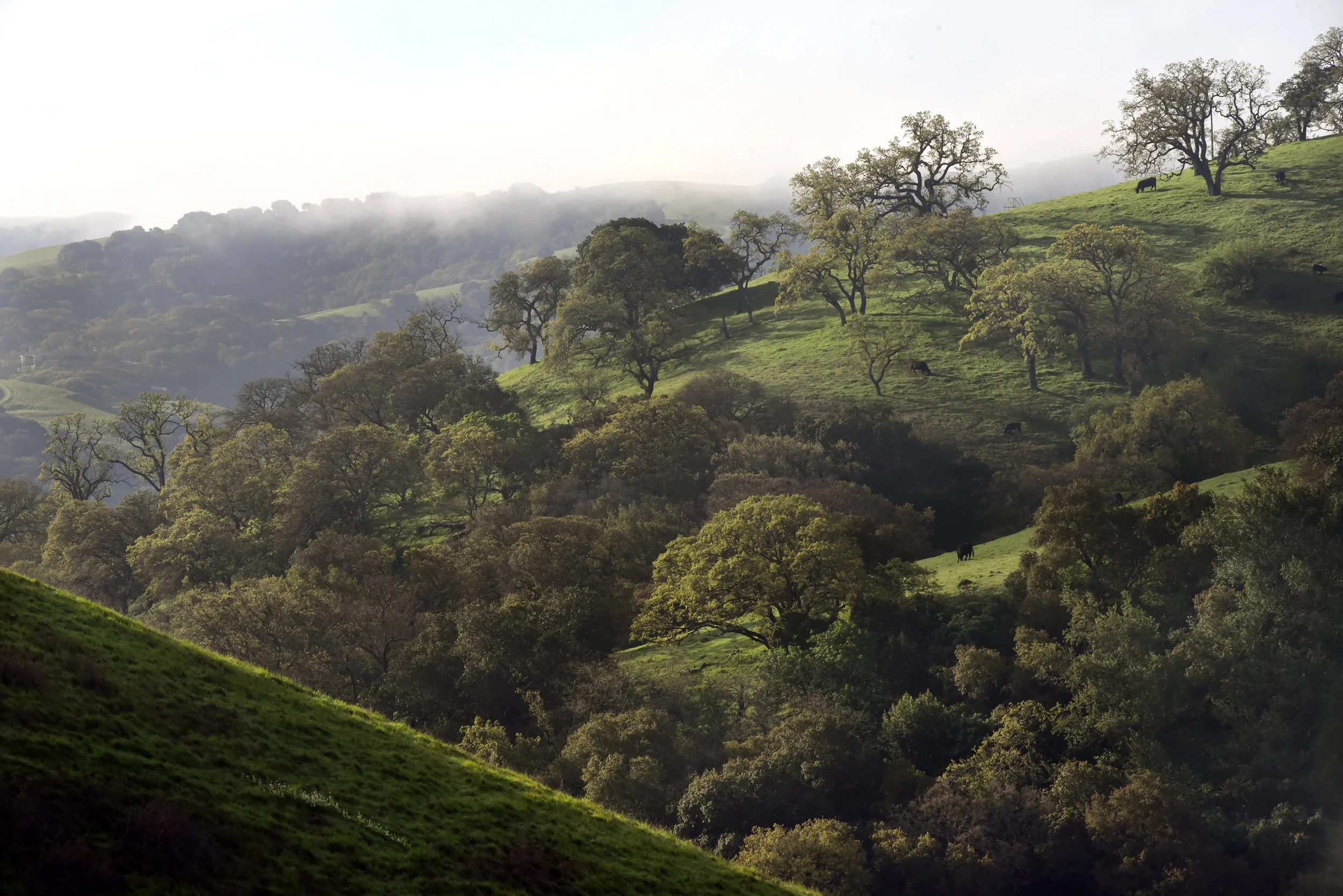  Carquinez Straight Regional Shoreline for the East Bay Regional Parks Department 