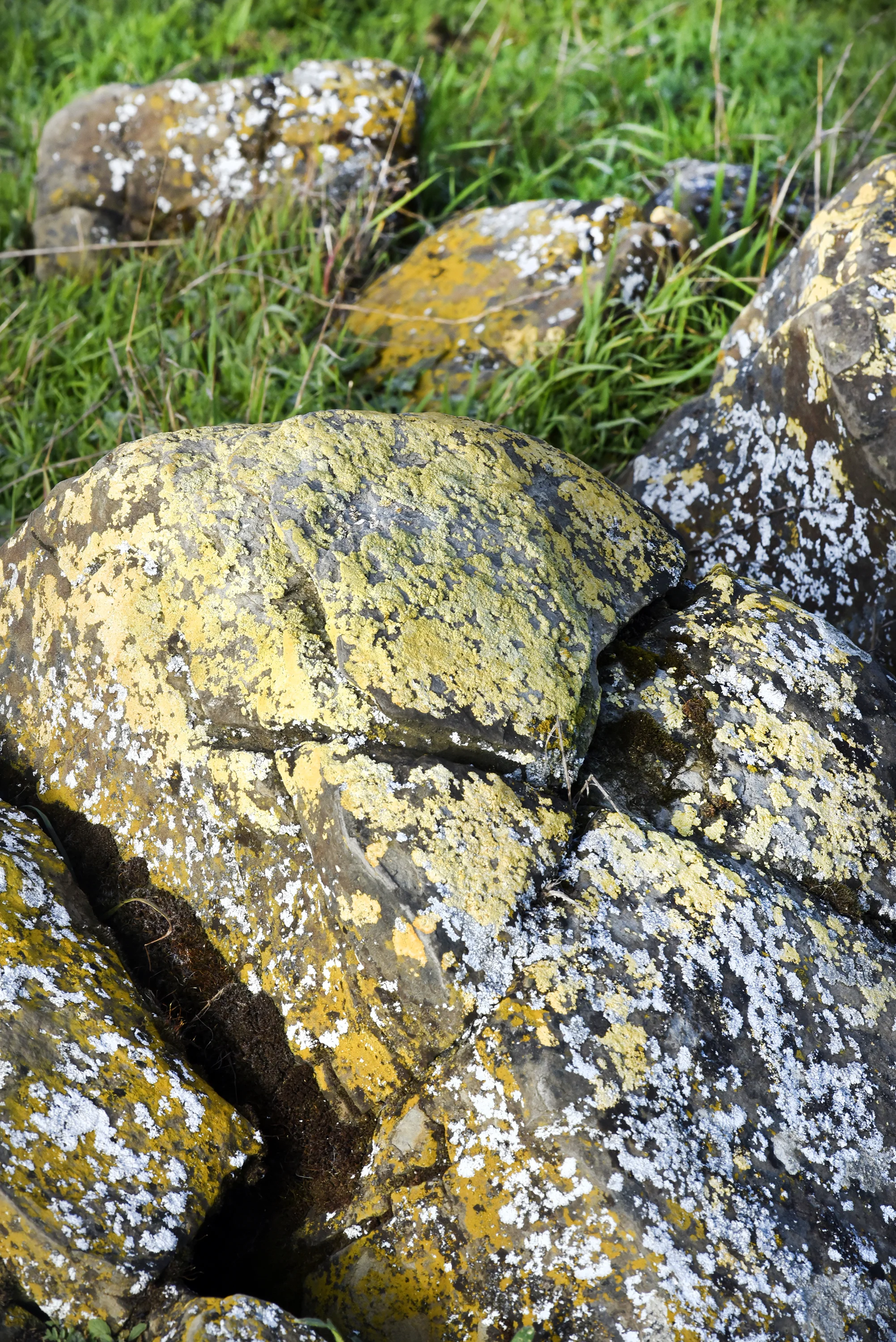  Carquinez Straight Regional Shoreline for the East Bay Regional Parks Department 
