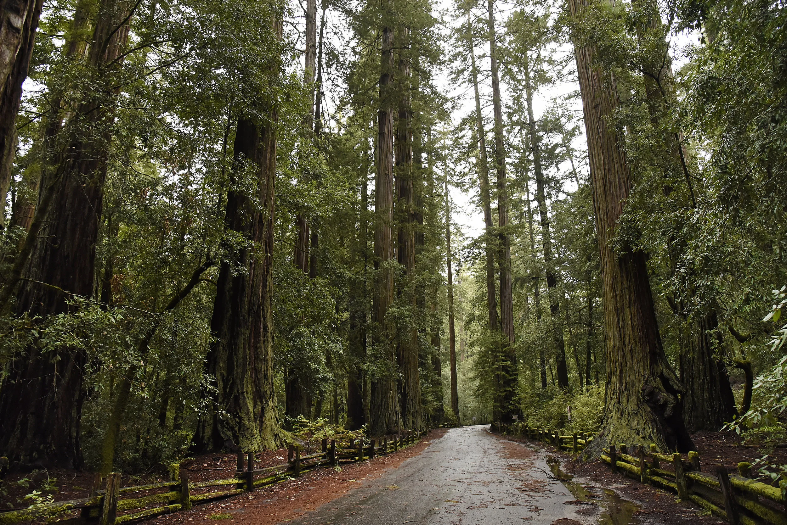 BigBasinRedwoods_28.JPG