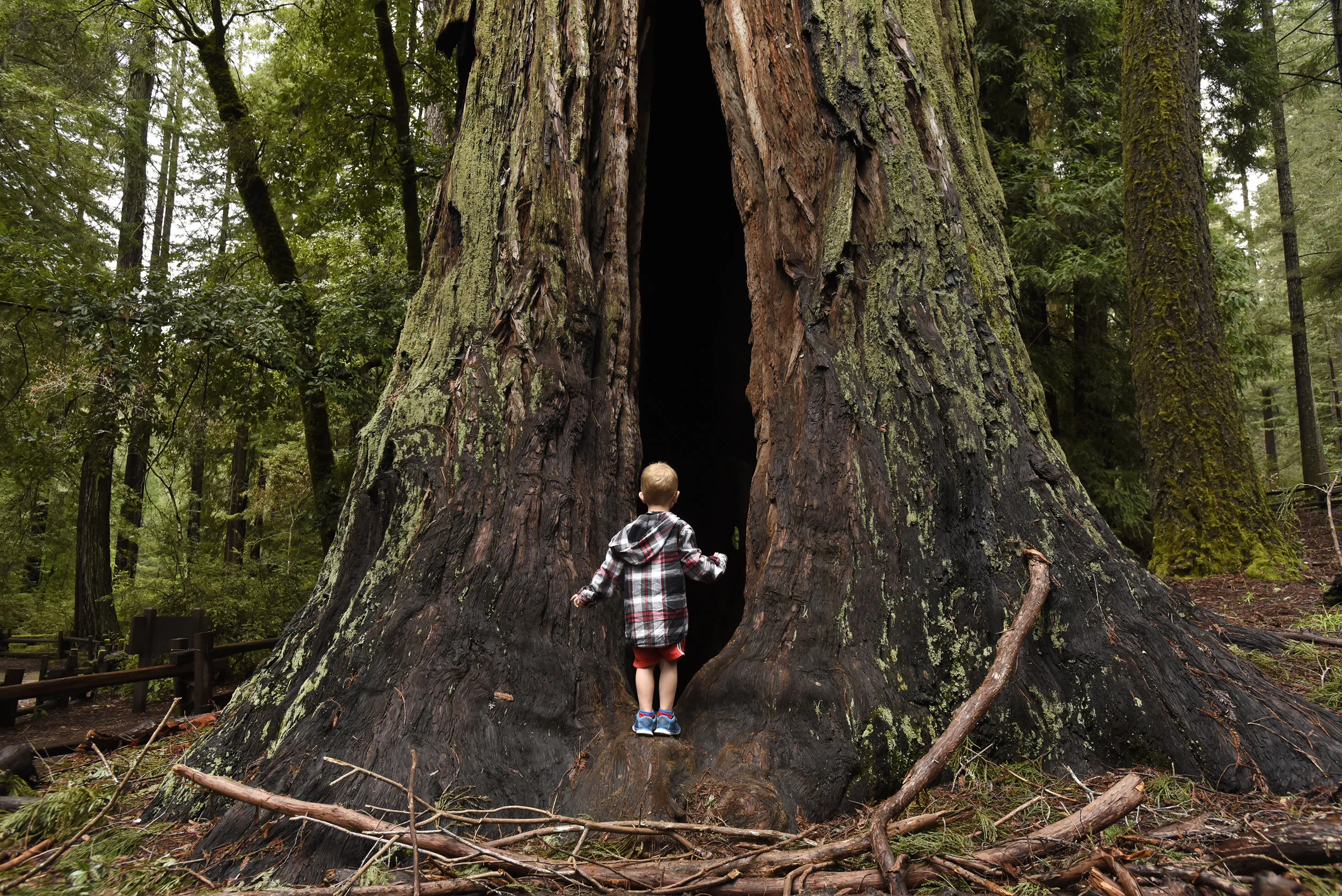 BigBasinRedwoods_36.JPG