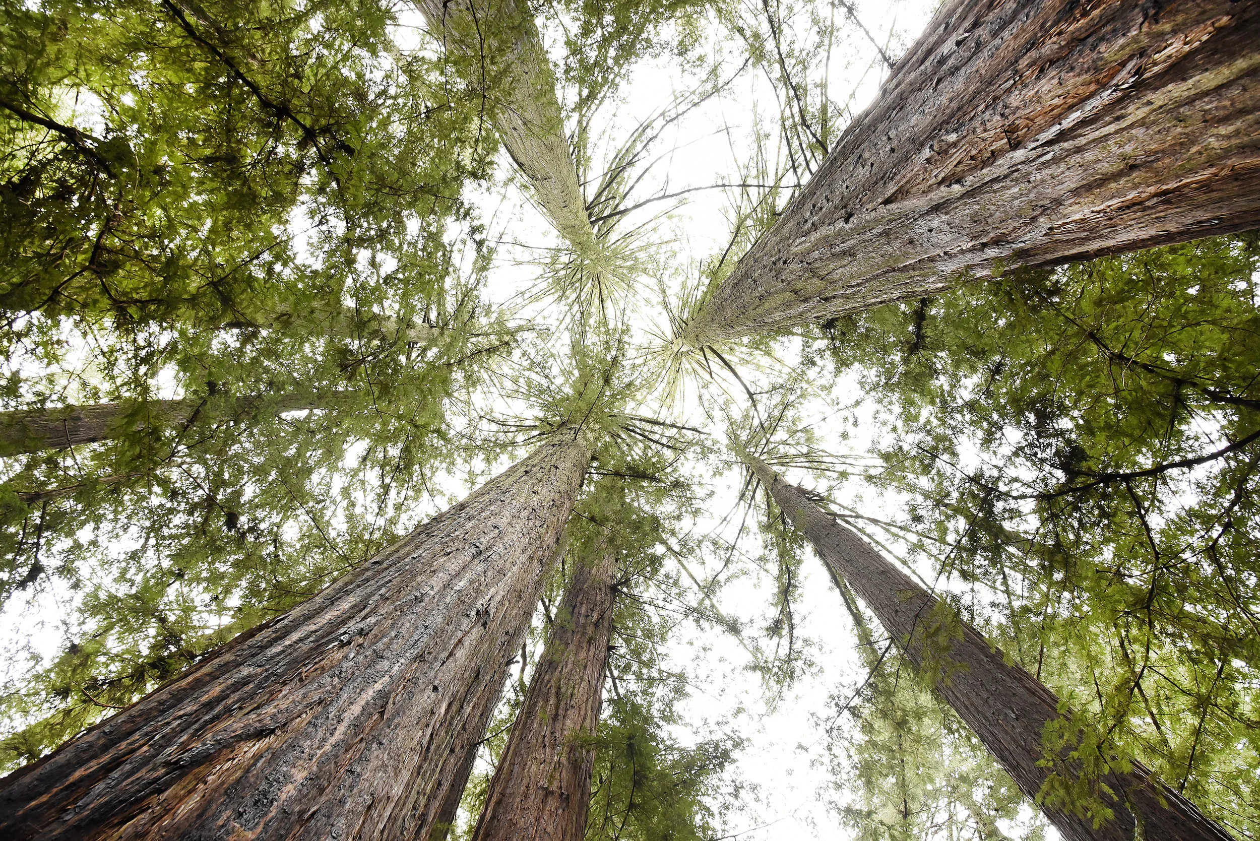BigBasinRedwoods_20.JPG