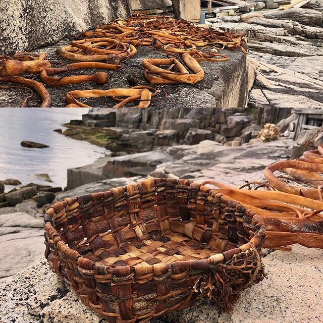 Beautiful dried kelp gets woven into a simply basket 
#whistlerbasketweaver #coastalliving #kelp #kelpbaskets #baskets
