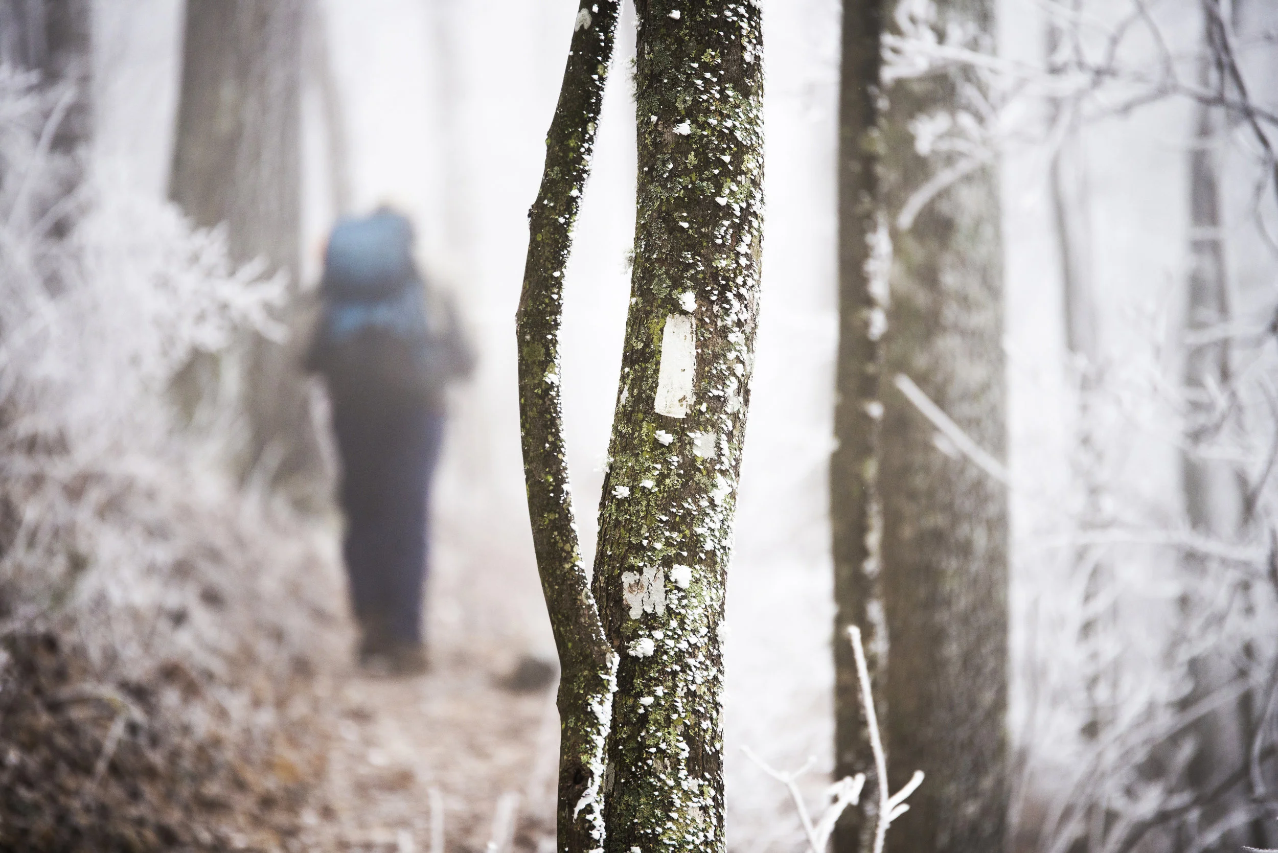  Smoky Mountains Hiking Club member Franklin "Ox" Lafond walks past a white blaze, the official marker of the Appalachian Trail, during an assessment walk through of an approximate 8 mile section of the trail on Weds., March 2, 2016 near Fontana Dam,