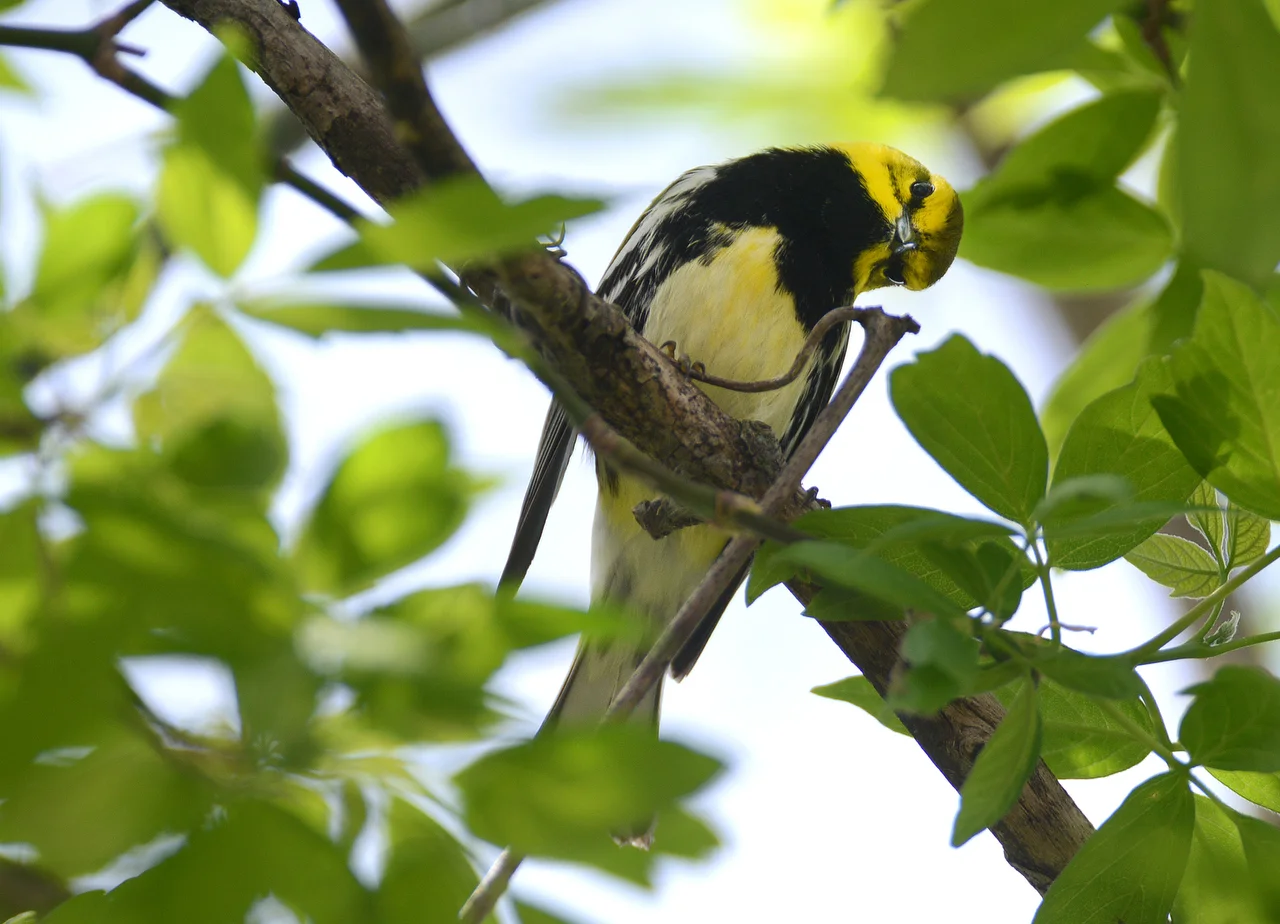 BIRD NERD .JPG