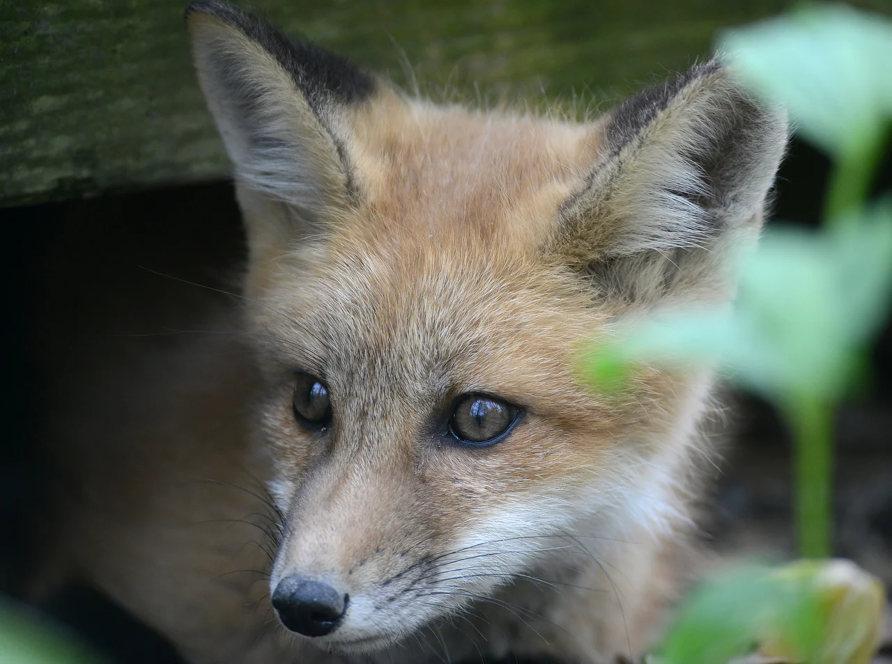 RED FOX KIT .JPG