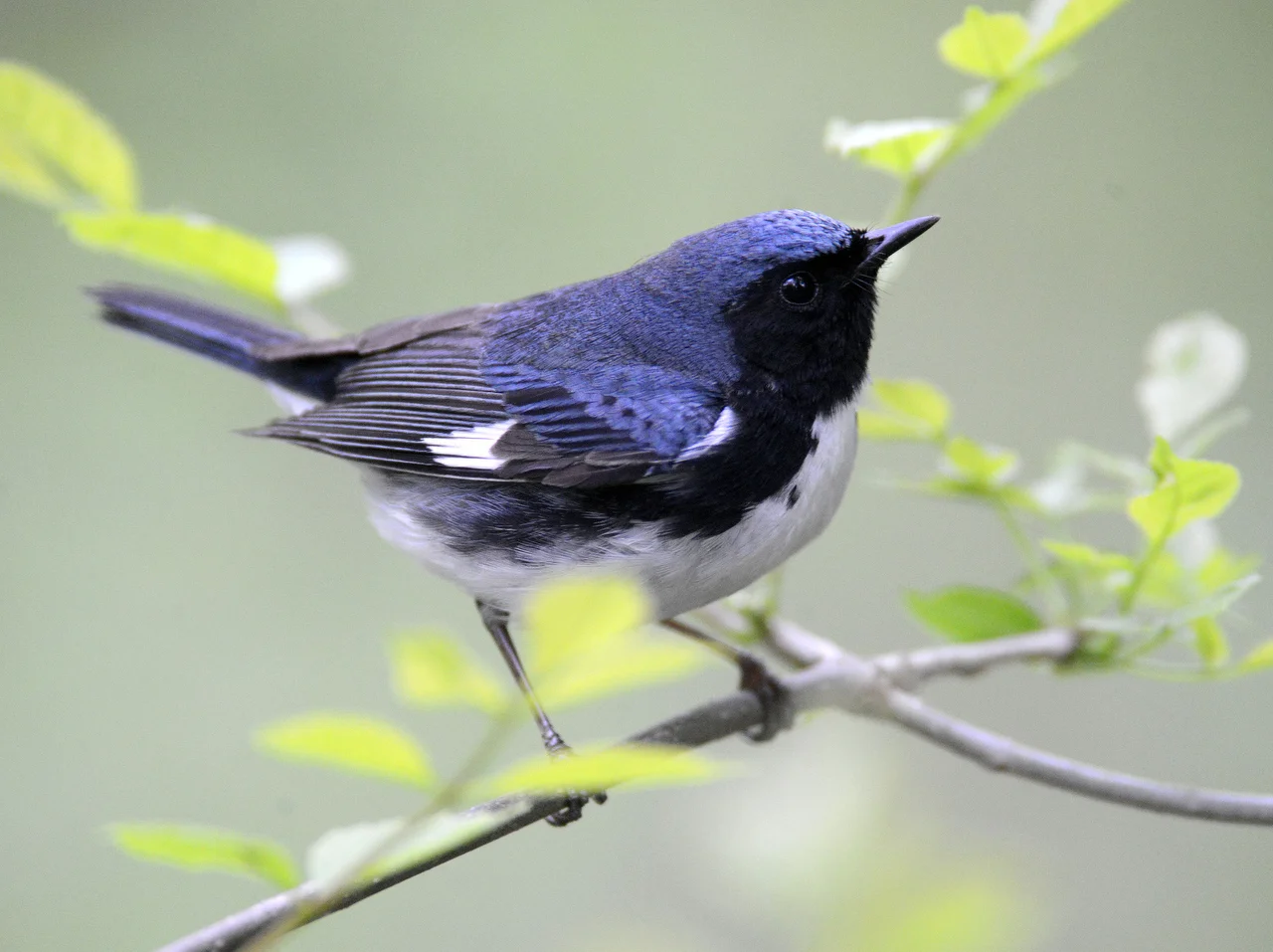 SHO BIRDS 05112017a.JPG