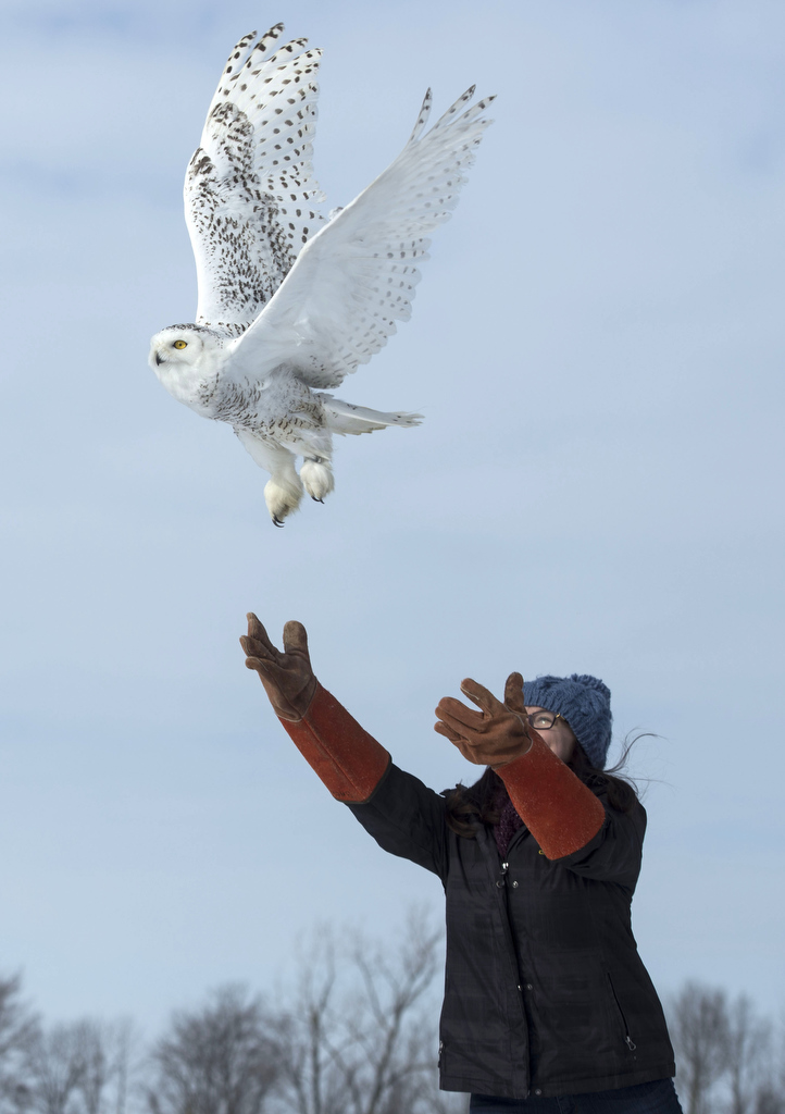 SNOWY OWL FREE 01172018a.JPG