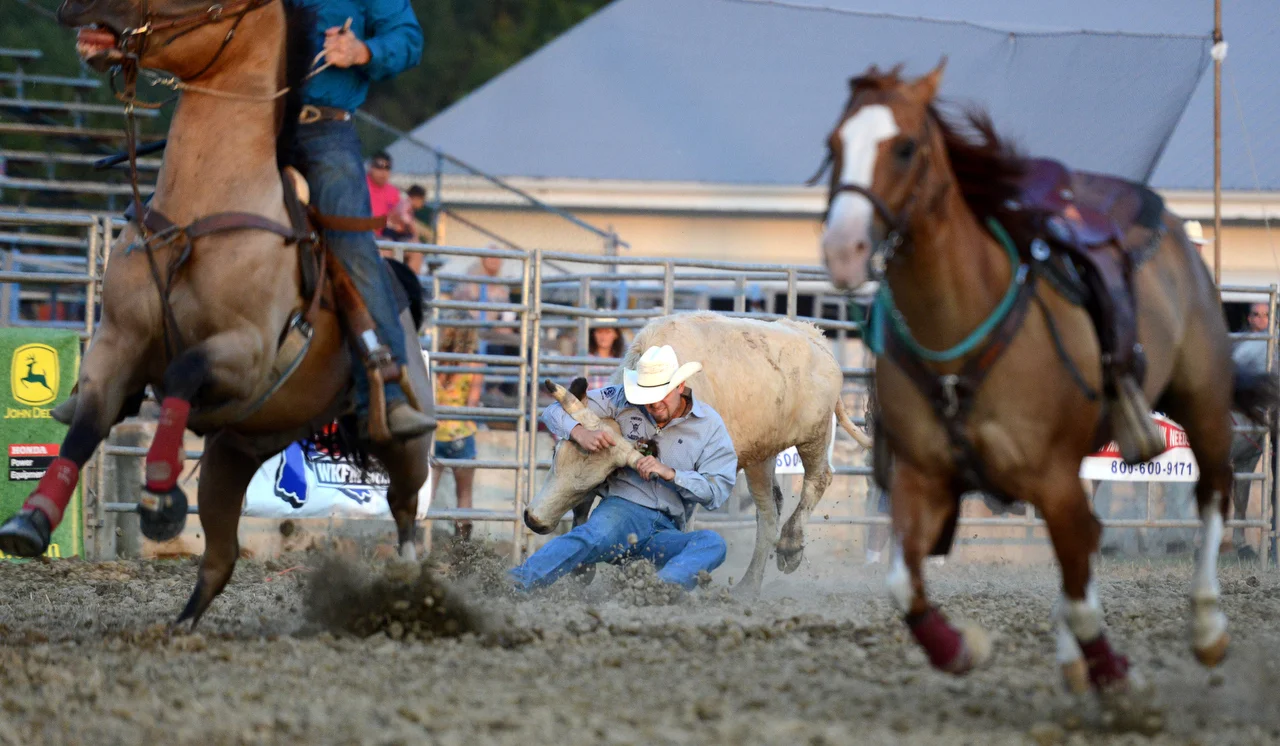  A cowboy wrestles a small bull to the ground during the Broken Horn Rodeo to kick of the Erie County Fair on Tuesday, August 8, 2017. 