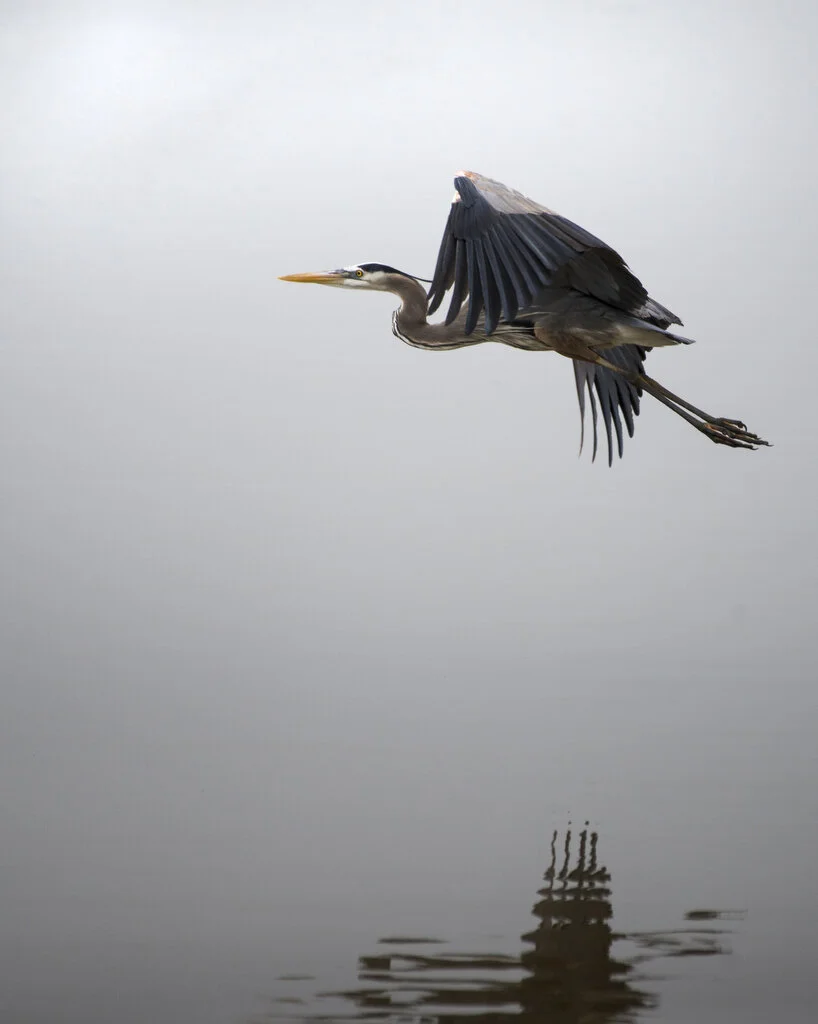 BlueHeronVoid.JPG