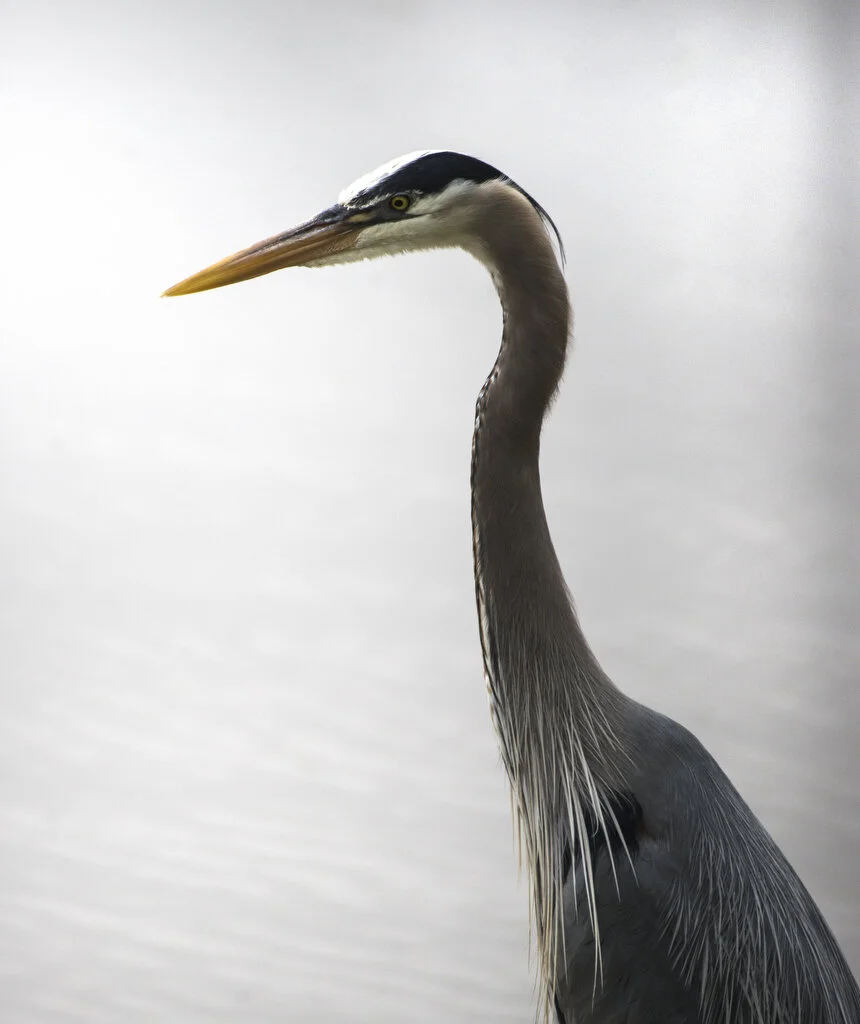BlueHeronPortrait.JPG