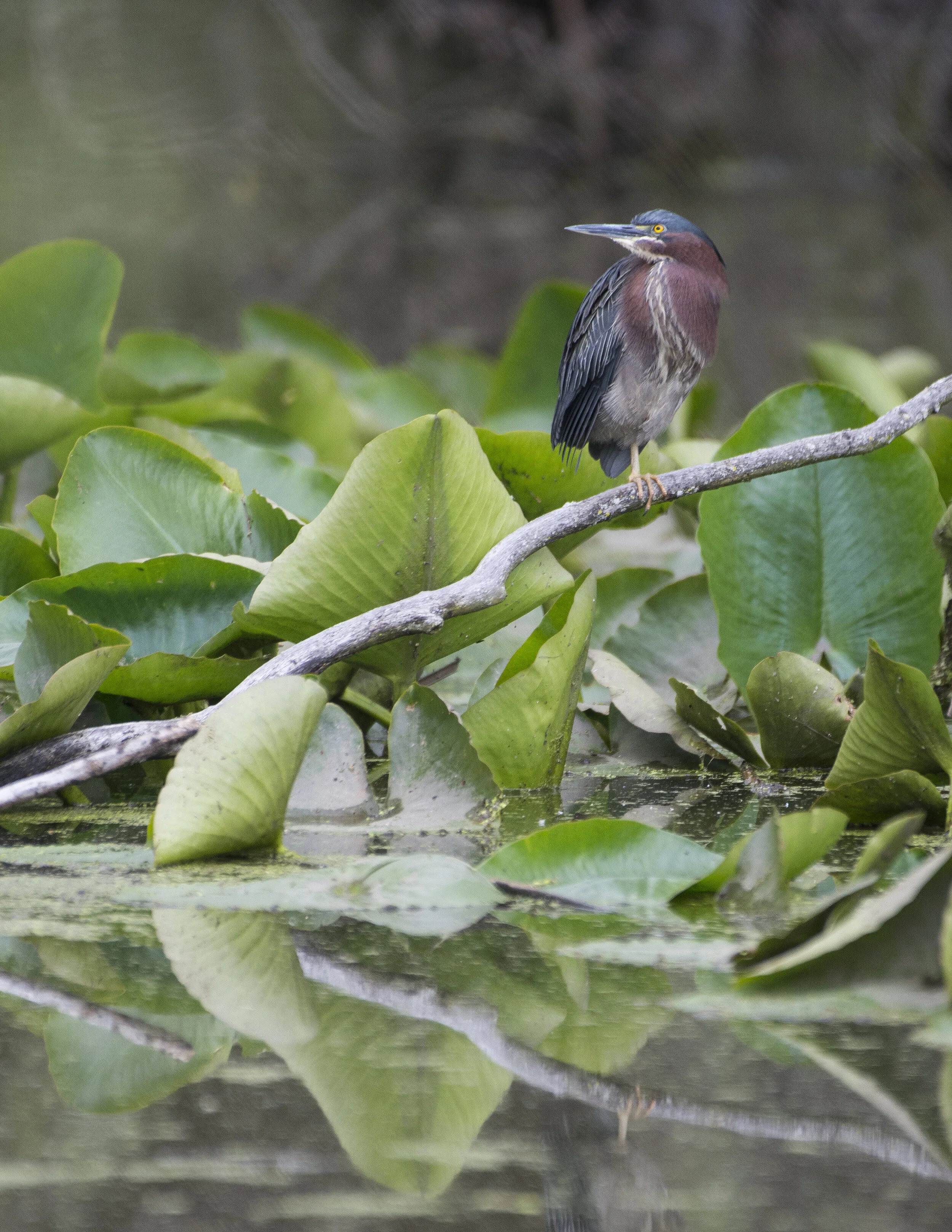 GreenHeron.JPG