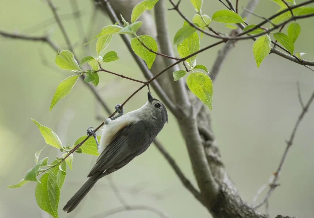 Tufted Titmouse.JPG