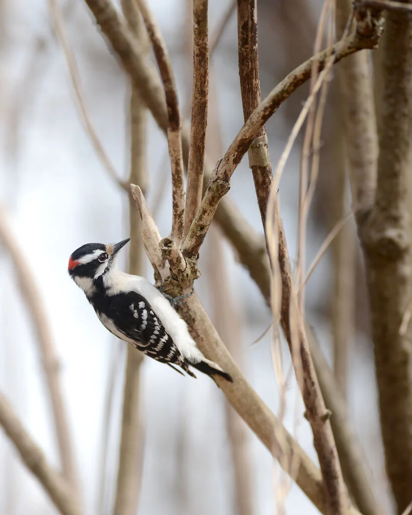 DowneyWoodPecker.JPG