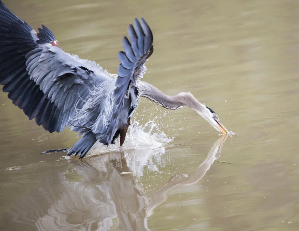 BlueHeronDive.JPG