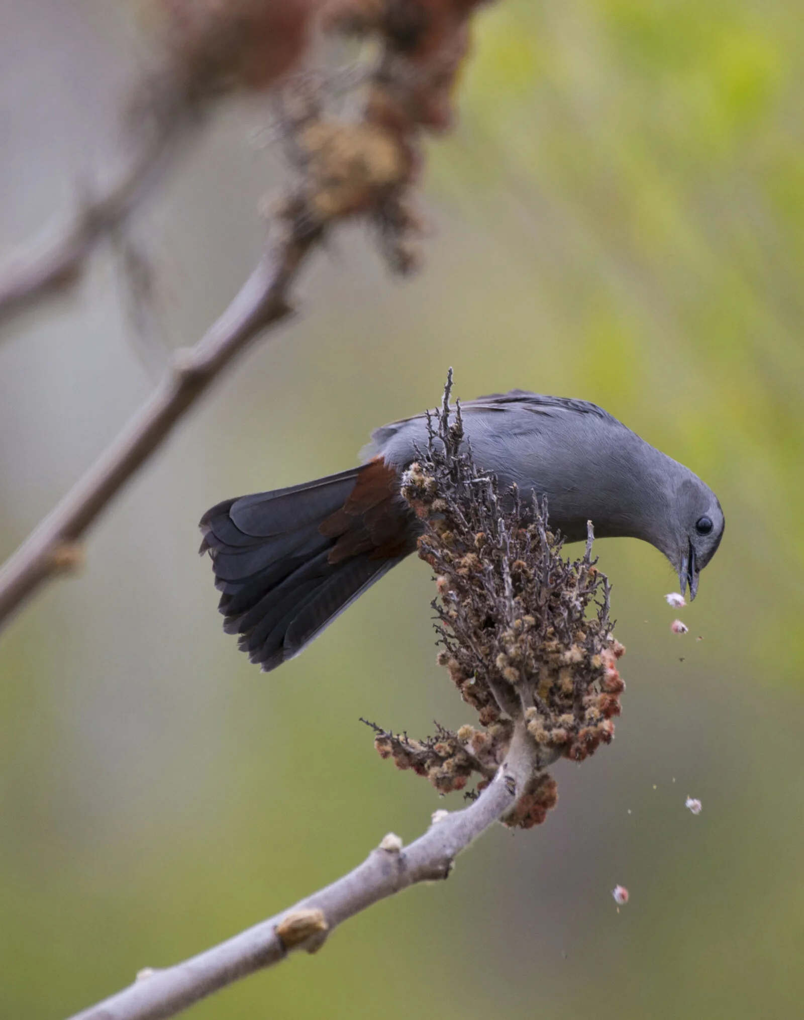 bird2.JPG