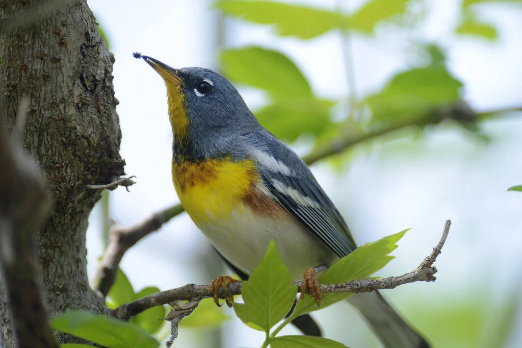 NORTHERN PARULA.JPG