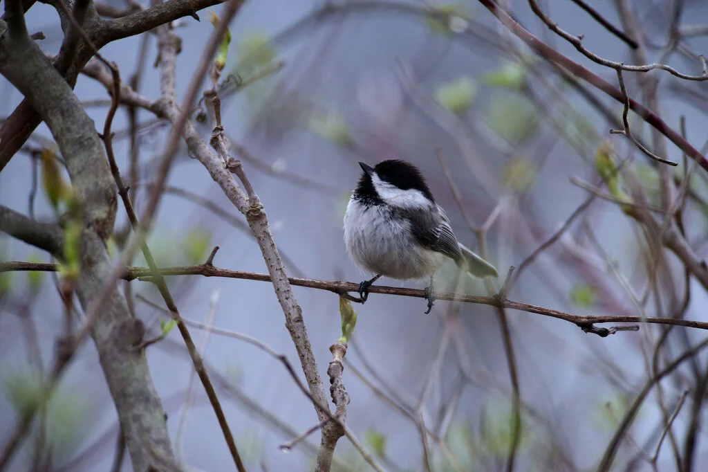 BLACK CAPPED CHICKADEE.JPG
